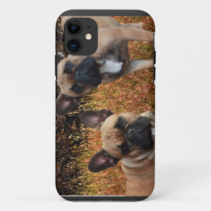 Étui pour iPhone 5 de Bouledogues Français