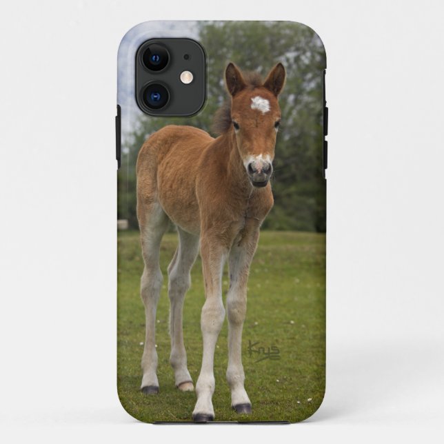 Étui pour iPhone 5 Poulain (Dos)