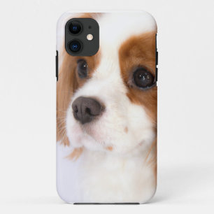 Étui pour iphone 5g Cavalier King Charles Spaniel
