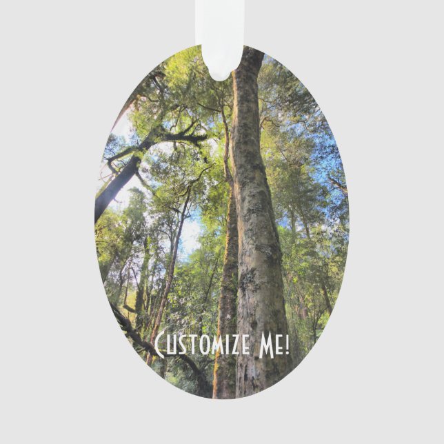 Eucalyptus gommiers de la forêt pluviale australie (devant)