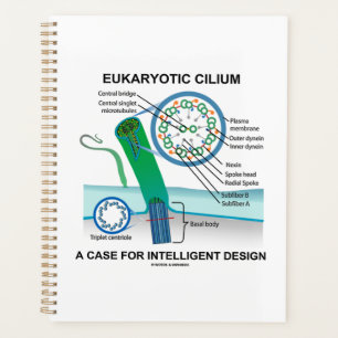 Eukaryotic Cilium Un Coque Pour Le Design Intellig