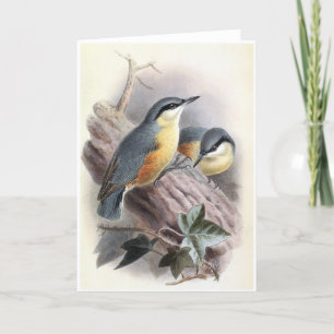 Eurasian Nuthatch - Carte d'oiseaux