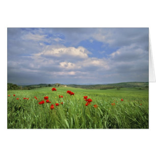 Europe, Toscane, Poggiolo. Les coquelicots rouges 