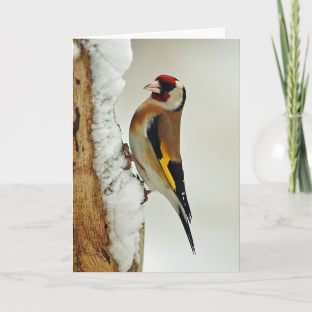 European Goldfinch dans la neige carte de voeux (Devant)