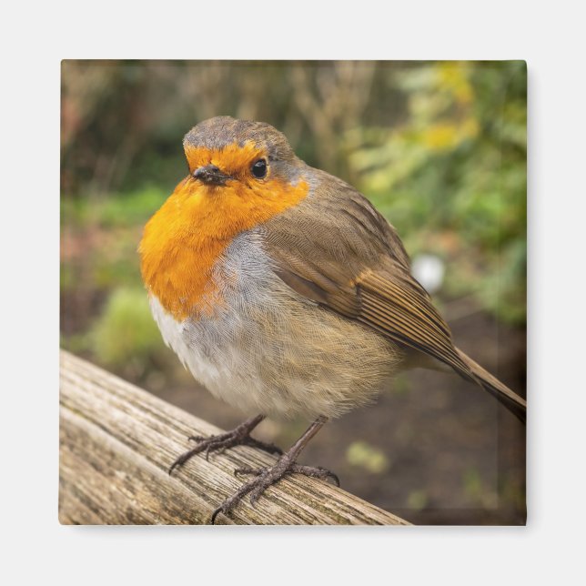 European Robin Fridge Magnet (Devant)