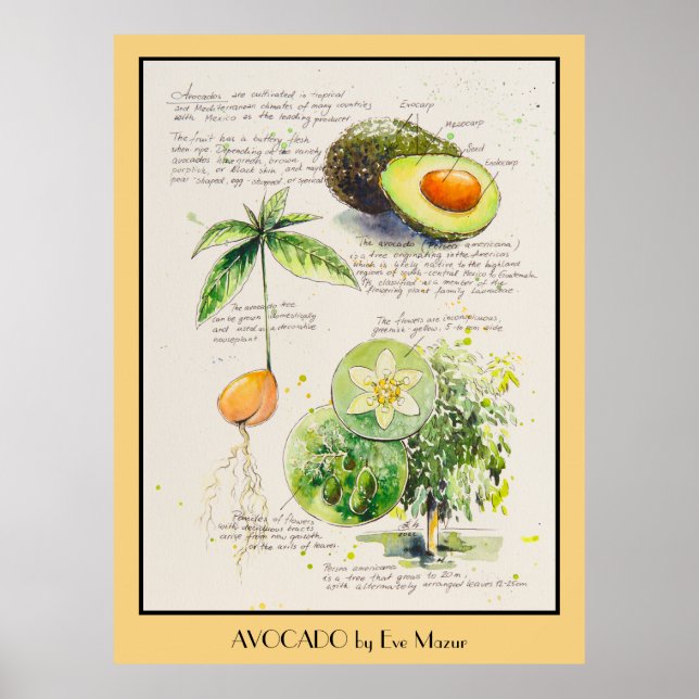 EVE Peint Avocado illustration botanique Poster (Devant)