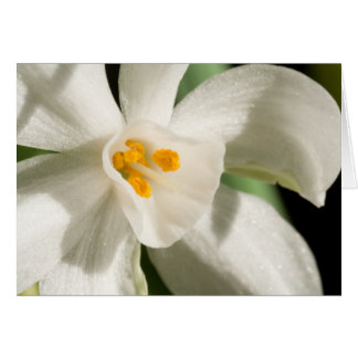 Événement et Mariage de printemps à fleurs blanche