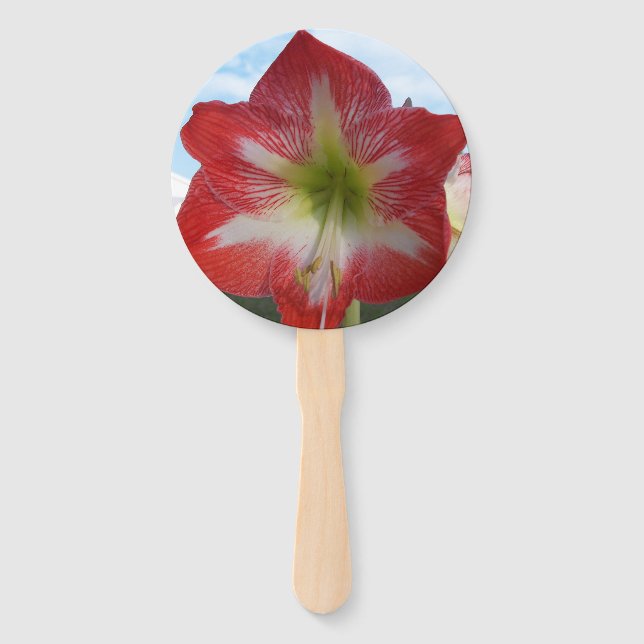 Éventail Fleur d'Amaryllis rouge et blanc contre ciel (Devant)