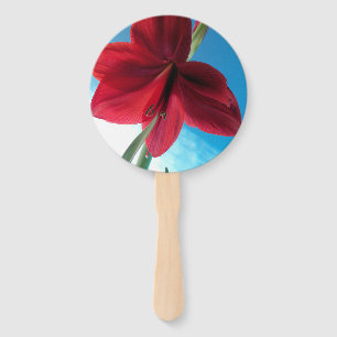 Éventail Fleur d'Amaryllis rouge vif contre un mur bleu