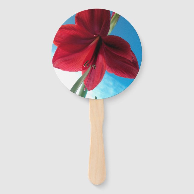 Éventail Fleur d'Amaryllis rouge vif contre un mur bleu (Devant)