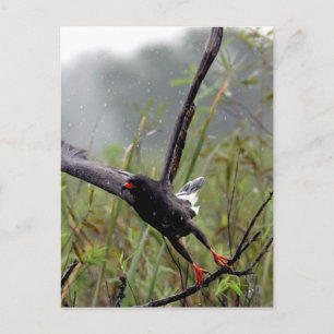 Everglades Snail Kite #1 carte postale