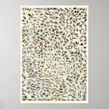 Evolution - Poster de l'Arbre de Vie