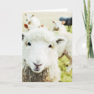 Ewe Cutie Mouton Lamb Pays Animal Blond Carte pour
