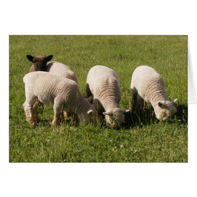 Ewe-niquely Me ! (Devant horizontal)