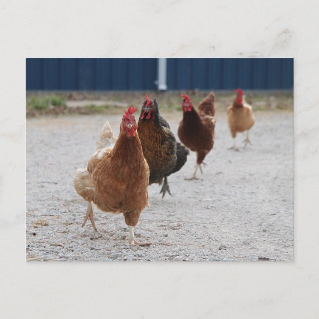 Exécution de la carte postale poules (Devant)