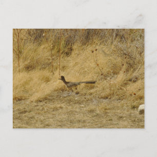 Exécution de la carte postale Roadrunner