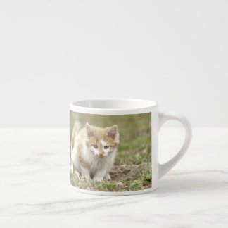 Expresso tasse espresso Photo chat animal de compagnie.