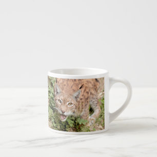 Expresso tasse espresso Photo lynx cat. espresso tasse