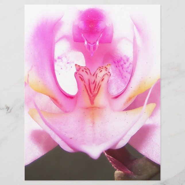 extrême haut de l'intérieur d'une fleur d'orchidée (Devant)