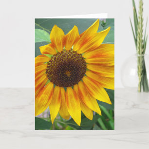 Extrémité de carte de tournesol d'été