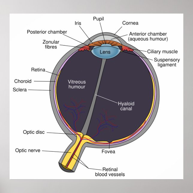 Eye Anatomy Poster (Devant)