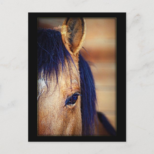 Eye Spy - Carte postale (Devant)