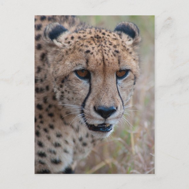 Eye to Eye - Carte postale Cheetah (Devant)