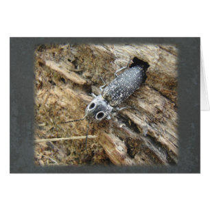 Eyed Elater Click Beetle - Alaus oculatus
