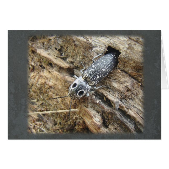 Eyed Elater Click Beetle - Alaus oculatus (Devant horizontal)