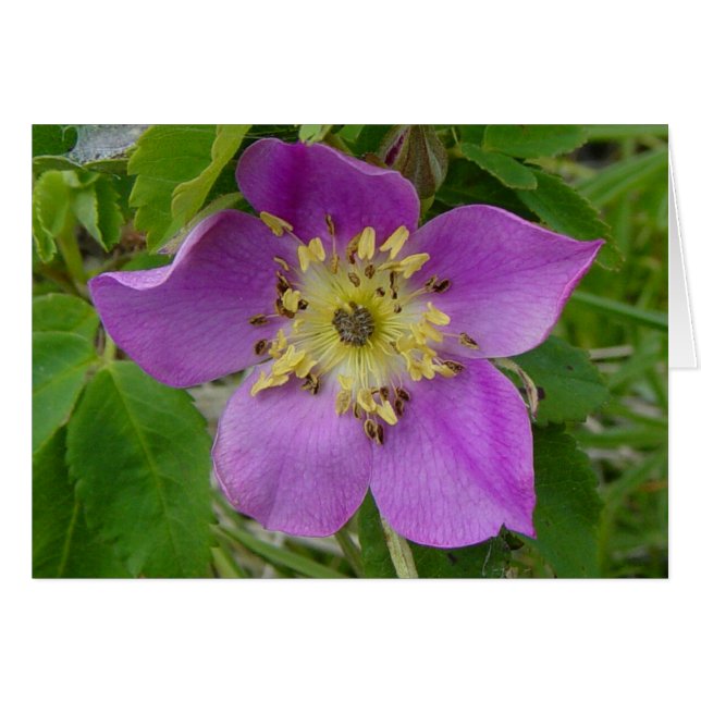 F13 Rose sauvage Rosa acicularis (Devant horizontal)