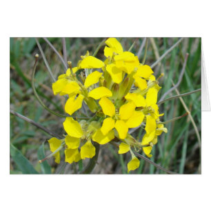 F14 Fleurs sauvages jaunes