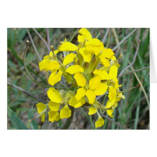 F14 Fleurs sauvages jaunes (Devant horizontal)