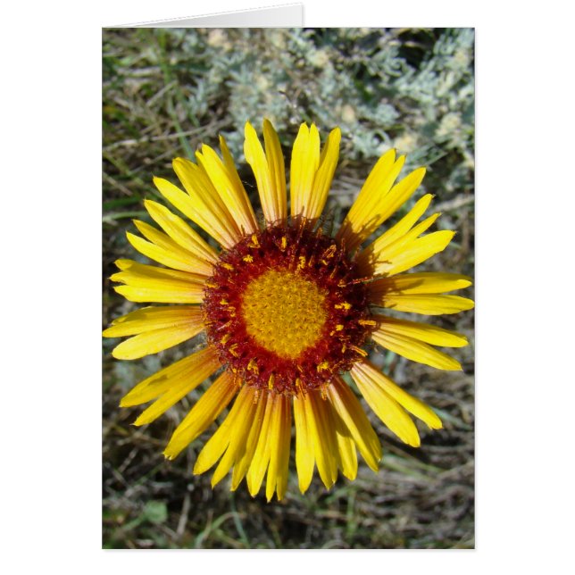 F1 Gaillardia fleur sauvage jaune (Devant)
