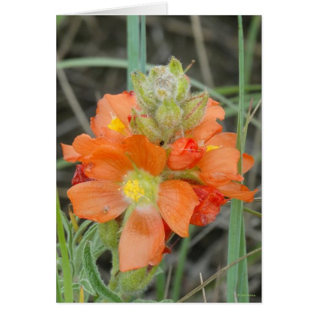 F40 Fleurs sauvages orange Malope à fleurs rouges (Devant)