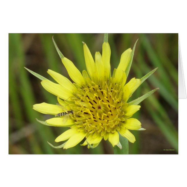 F41 Jaune Barbue de prairie (Devant horizontal)