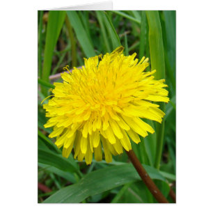 F45 Dandelion "Taraxacum officinale"