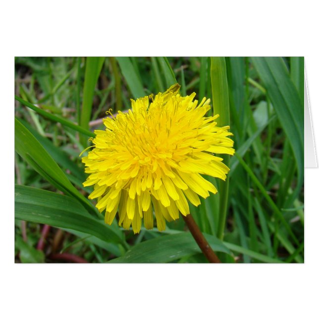 F45 Pissenlit "Taraxacum officinale" (Devant horizontal)