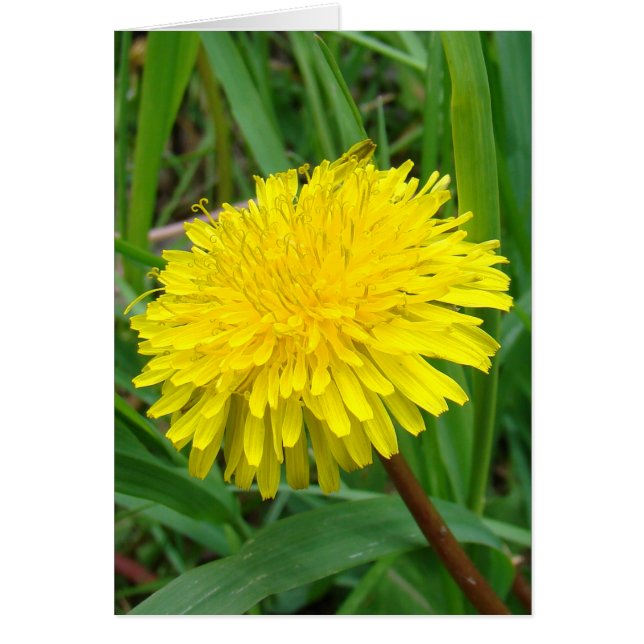 F45 Pissenlit "Taraxacum officinale" (Devant)