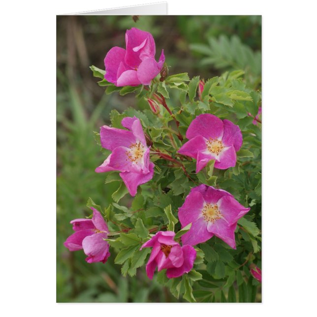 F46 Roses sauvages (Devant)