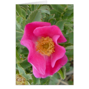 F4a Rose Sauvage