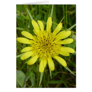 F9 Fleur jaune sauvage Barbe-de-bouc