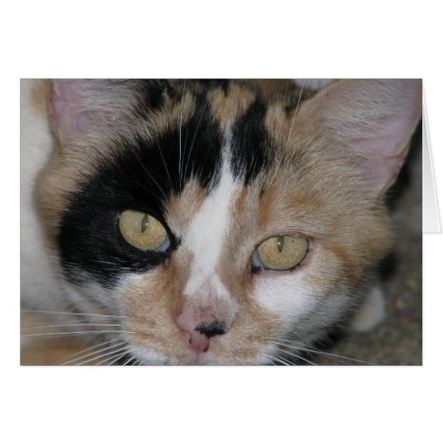 Face de chat (Devant horizontal)