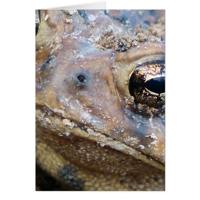 Face de crapaud (Devant)