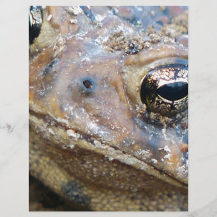 Face de crapaud