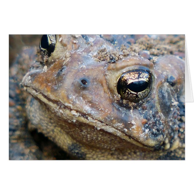 Face de crapaud (Devant horizontal)