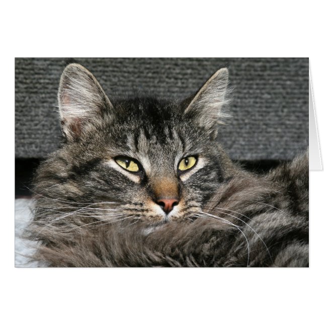 Face du chat Maine Coon (Devant horizontal)