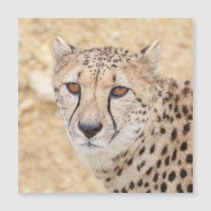 Face of the Wild : Le regard intense de Cheetah