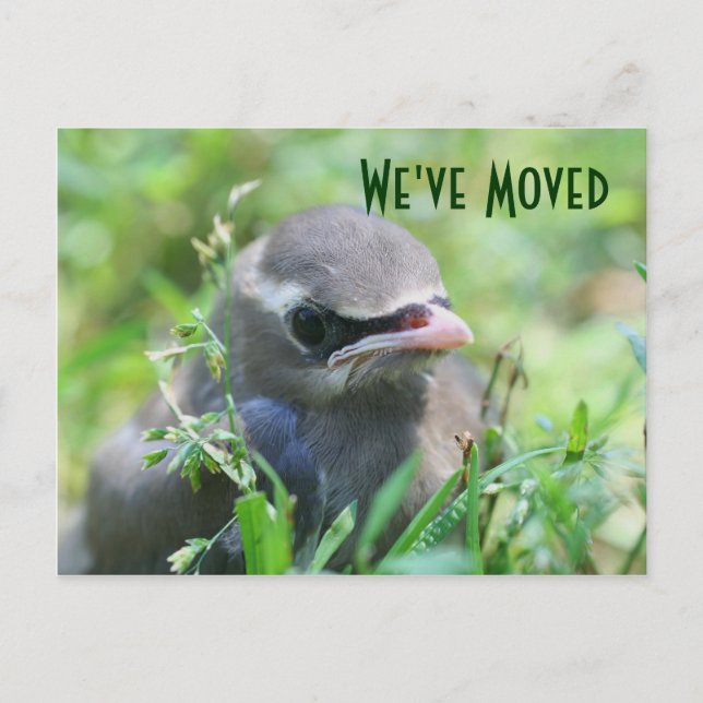 Faire-part Baby Bird Nouvelle adresse Carte postale Nature (Devant)