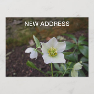 Faire-part Belle Fleur de printemps Nouvelle adresse