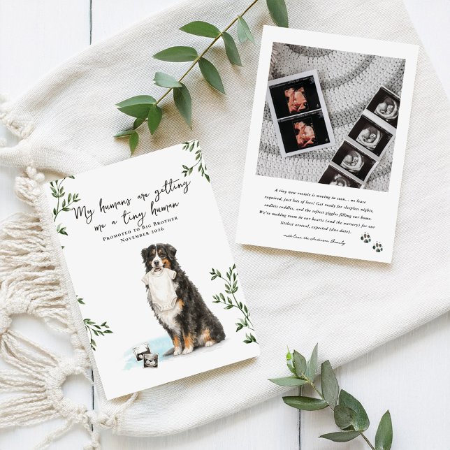 Faire-part Bernese Mountain Dog Pregnancy Announcement (Créateur téléchargé)